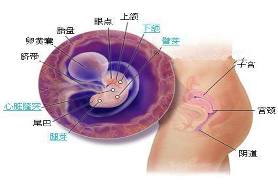 史上最详细的胎儿发育过程每周详情（0