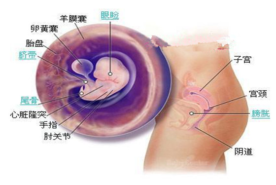 史上最详细的胎儿发育过程每周详情（0