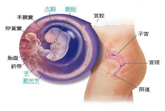 史上最详细的胎儿发育过程每周详情（0