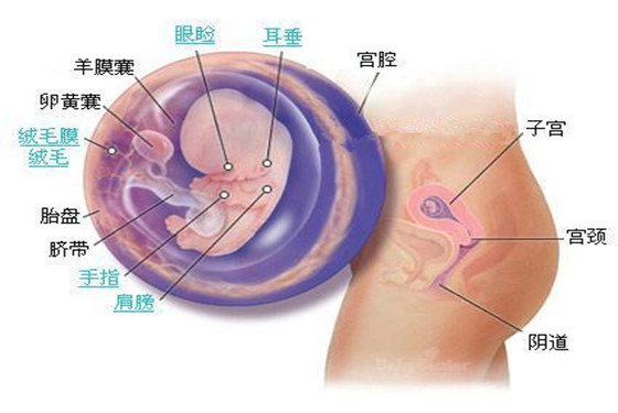 史上最详细的胎儿发育过程每周详情（0