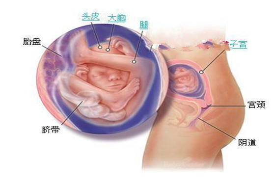 史上最详细的胎儿发育过程每周详情（0