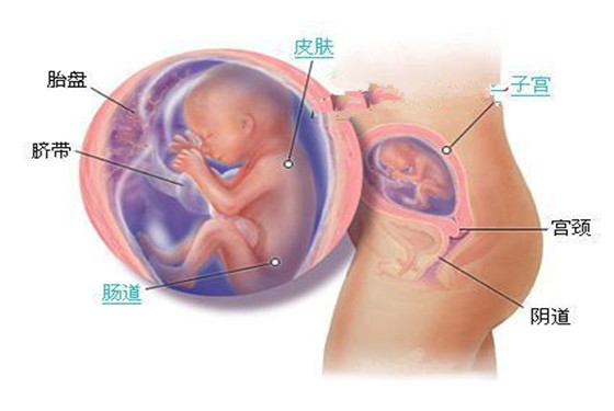 史上最详细的胎儿发育过程每周详情（0