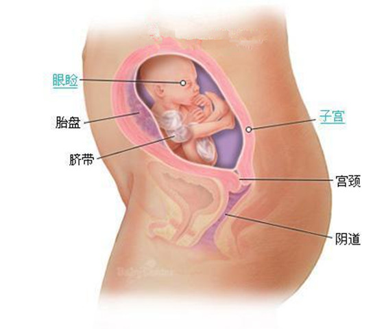 史上最详细的胎儿发育过程每周详情（0
