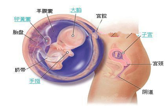 史上最详细的胎儿发育过程每周详情（0