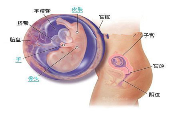 史上最详细的胎儿发育过程每周详情（0