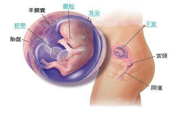 史上最详细的胎儿发育过程每周详情（0