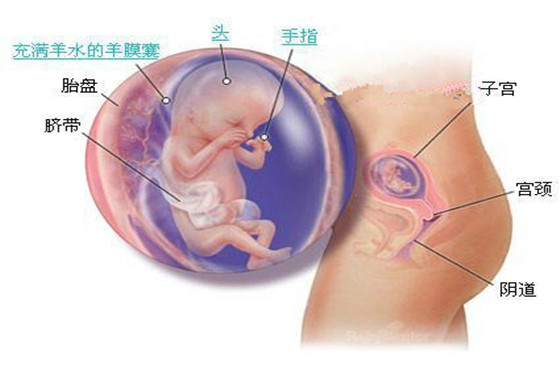 史上最详细的胎儿发育过程每周详情（0
