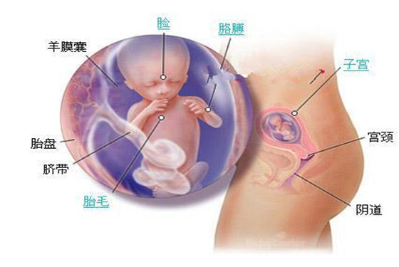 史上最详细的胎儿发育过程每周详情（0