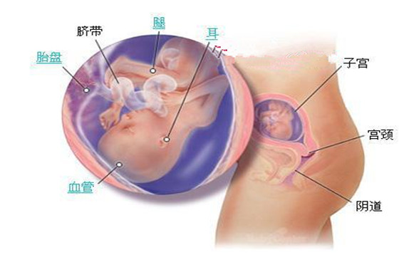 史上最详细的胎儿发育过程每周详情（0