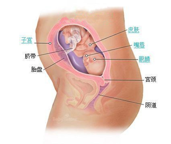 史上最详细的胎儿发育过程每周详情（0