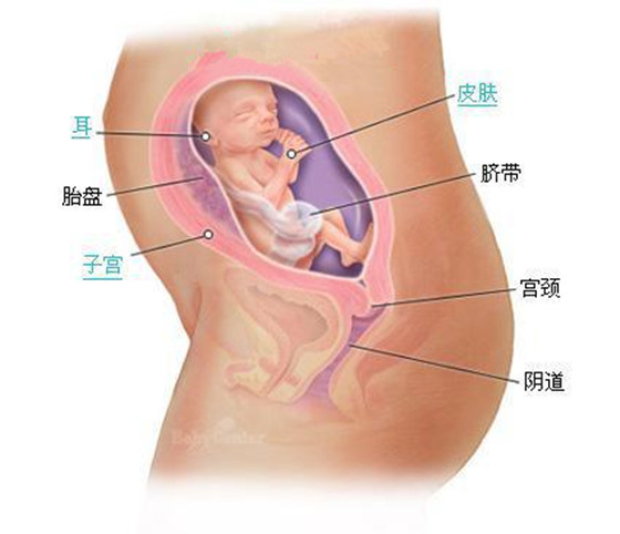 史上最详细的胎儿发育过程每周详情（0