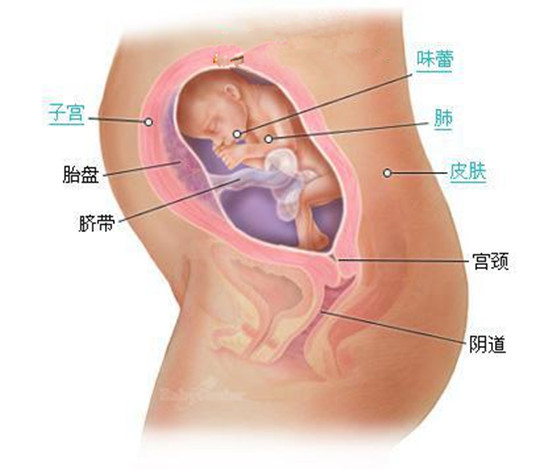 史上最详细的胎儿发育过程每周详情（0