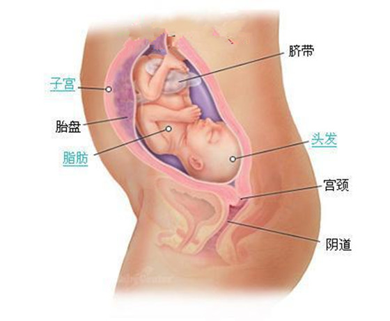 史上最详细的胎儿发育过程每周详情（0