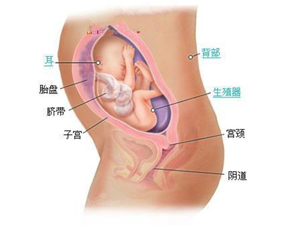史上最详细的胎儿发育过程每周详情（0