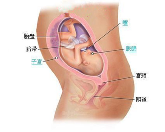 史上最详细的胎儿发育过程每周详情（0