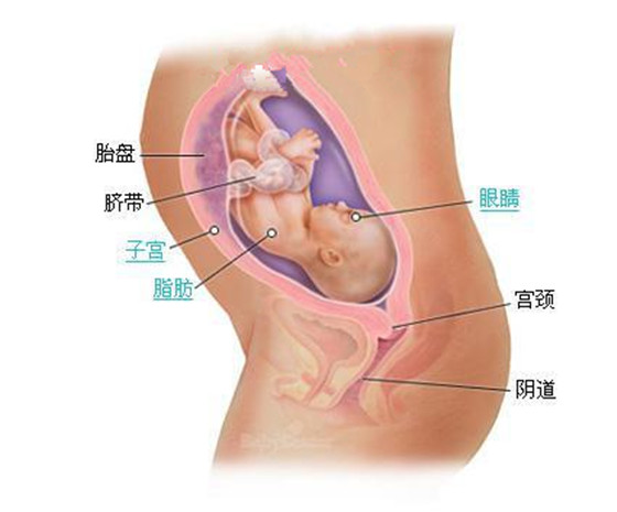 史上最详细的胎儿发育过程每周详情（0