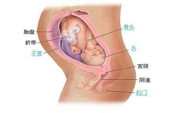史上最详细的胎儿发育过程每周详情（0