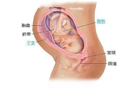 史上最详细的胎儿发育过程每周详情（0