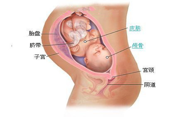 史上最详细的胎儿发育过程每周详情（0