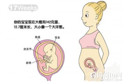 怀孕5个月肚子有多大因人而异 17