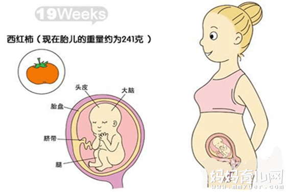 怀孕5个月肚子有多大因人而异 17