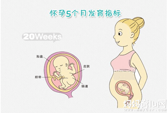 怀孕5个月肚子有多大因人而异 17