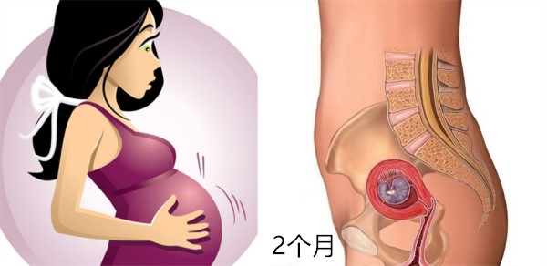 怀孕1～10月肚子变化 图文解读胎儿发育全过程 
