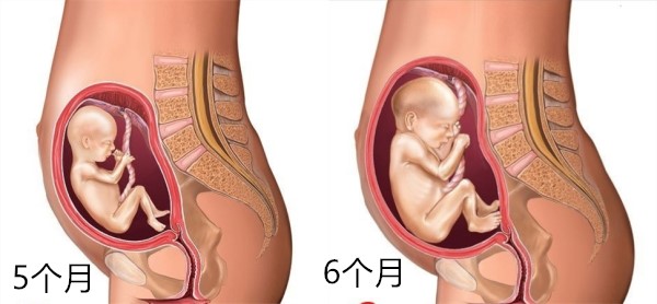 怀孕1～10月肚子变化 图文解读胎儿发育全过程 