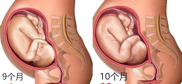 怀孕1～10月肚子变化 图文解读胎儿发育全过程 