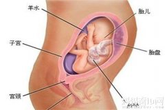 怀孕六个月男胎儿图 ,四个可靠的生男生女预测方法