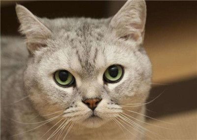 如何判断猫是否怀孕了？猫咪交配怀孕的知识介绍！