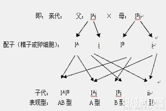 血型遗传规律对照表 揭露孩子是不是亲生的遗传秘密(2) 