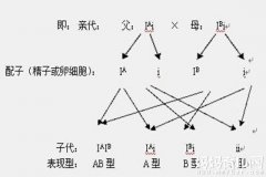 血型遗传规律对照表 揭露孩子是不是亲生的遗传秘密(2)
