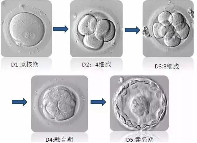 囊胚移植一定能成功么