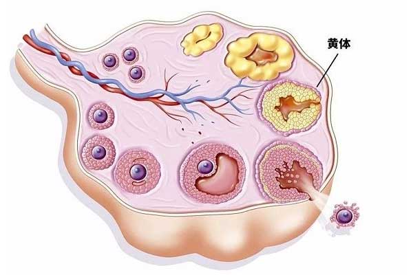 促黄体生成素