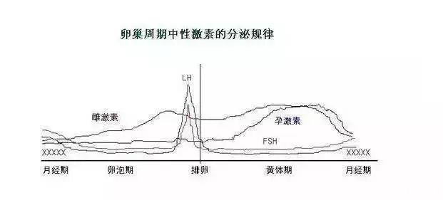 性激素的分泌规律