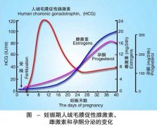 如果月经正常，真的是怀孕两个月呢？