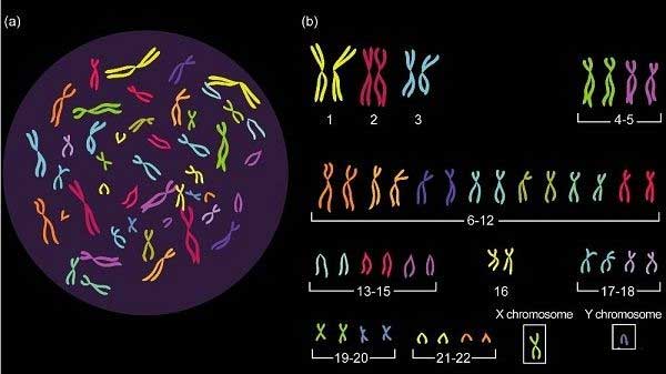 你是怀孕两个月吗？