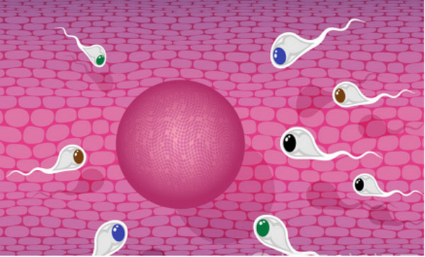 PNAS：蛋白质缺陷导致“精子追尾”?