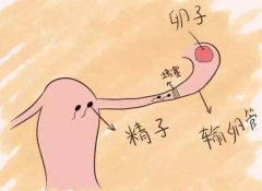 女方排卵正常，男方精液正常，还要做什么检查?