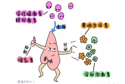 性激素六项数据解读
