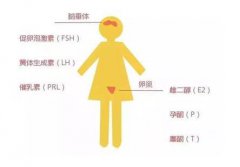 高雄激素血症会女性男性化的原因，需要怎么治疗