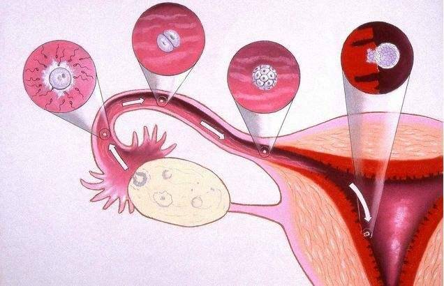 试管婴儿图片
