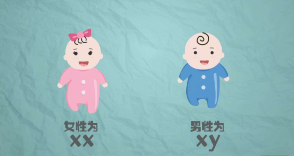 试管胚胎实验室里观察胚胎外貌可以分辨出男女吗？