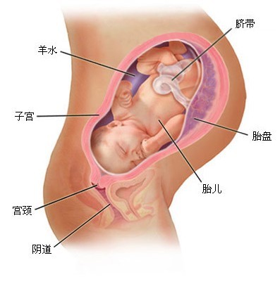 怀孕九个月胎儿图（b超图） 