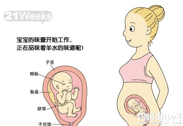 六个月的胎儿图什么样 五张胎儿图来解读 