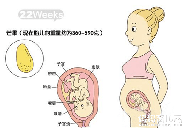 六个月的胎儿图什么样 五张胎儿图来解读 