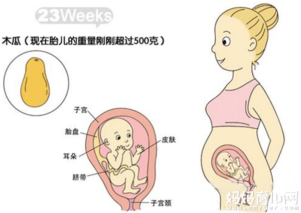 六个月的胎儿图什么样 五张胎儿图来解读 