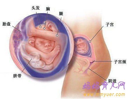 怀孕五个月还能打掉吗 危害有多大？ 