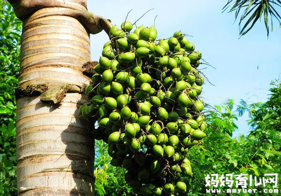 孕妇能吃槟榔吗 孕妇吃槟榔后果不堪设想 